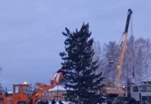 Как устанавливали главную елку в Залесово
