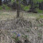 Пребывание граждан в лесах будет ограничено